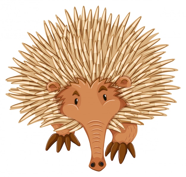 Echidna